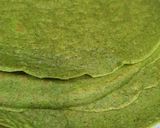 Foto del paso 5 de la receta: Panqueques de espinaca y albahaca 🌿