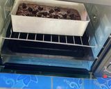 Foto langkah ke 8 dari resep Banana choco bread.