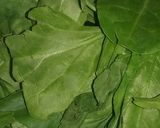 A picture of step 1 of Spinach cheesy rolls.