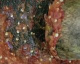 Foto langkah ke 3 dari resep Tahu Pedas Isi Sosis.