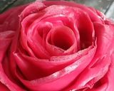 Gambar langkah 7 resipi Rose laici mille crepe cake.