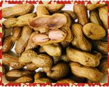 A picture of step 2 of Salted Shelled peanuts.