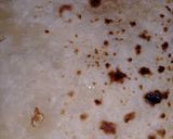 A picture of step 1 of Roti tortilla.