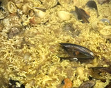 Foto del paso 4 de la receta: Arroz al azafrán con mejillones y almejas