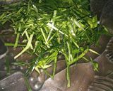 Foto langkah ke 1 dari resep Sambal dabu-dabu.