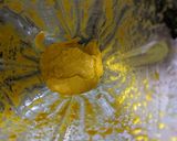 Foto del paso 3 de la receta: Pasta de ají amarillo