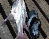 Hình bước làm 1 của món Cá Cóc Nấu Ngót