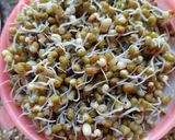 A picture of step 2 of Scrumptious Sprouted Mung Bean With Rice.
