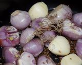 Foto del paso 9 de la receta: Cipollines italianos con finucho (2)