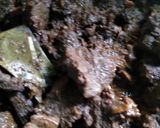 Foto langkah ke 4 dari resep Semur daging betawi.