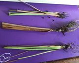 A picture of step 6 of California Farm Annual Lemongrass Citronella Harvest.