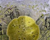 Foto langkah ke 3 dari resep Green smoothies (selada, pisang, timun).