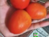 Potatoes