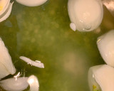 Foto del paso 1 de la receta: Crema de guisantes secos (بيصارة جلبانة)#agua