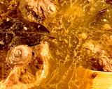 Foto del paso 1 de la receta: Guiso de Rabo de Buey desmigado en su propio jugo