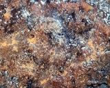 عکس مرحله 8 از دستور چلو مرغ و زردآلو