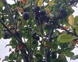 Foto del paso 1 de la receta: Mermelada de ciruela negra casera