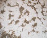صورة لخطوة 1 من وصفة كبة بلبن