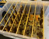 A picture of step 4 of Biltong.