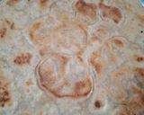 ફરાળી પરોઠા (Farali Paratha Recipe In Gujarati) રેસીપી સ્ટેપ4ફોટો