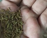 A picture of step 1 of 🍚 Zeera Rice 🍚.