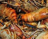 Foto langkah ke 2 dari resep Tumis Udang Galah Bumbu Pedas.