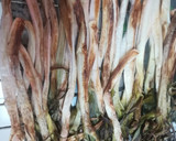 Foto del paso 4 de la receta: Calçots