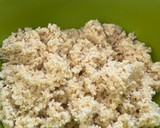 Foto del paso 4 de la receta: Hamburguesas de mijo veganas