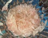 Foto langkah ke 1 dari resep Pomelo Bliss.