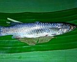 Foto langkah ke 6 dari resep Pepes Ikan Belanak Sambal Pencit (Mangga Muda).