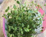Hình bước làm 3 của món Má bò hầm sốt vang đỏ