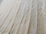 Sanginosa