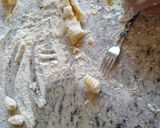 Foto del paso 3 de la receta: Ñoquis de papa