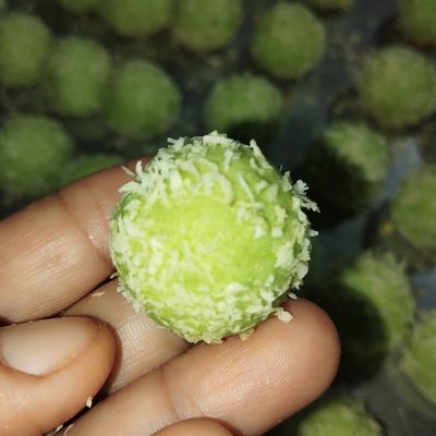 Langkah 4