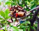 Hình bước làm 2 của món Cá bống trứng kho tiêu