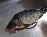 Foto langkah ke 1 dari resep Pepes Ikan Mas Daun Kemangi.