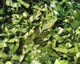 A picture of step 3 of Collards that Skye Loves.