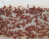 Foto del paso 1 de la receta: 🌱👩🏻🌾 Germinados en casa de Chía y lino