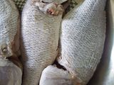 سمك شعري مشوي بصوص الطماطم