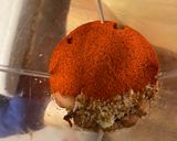 A picture of step 8 of Vadapav with Spicy Chutney.