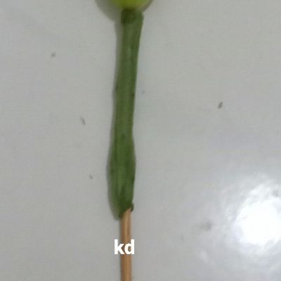 Langkah 5