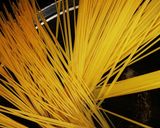 Foto del paso 1 de la receta: Fideos TMA