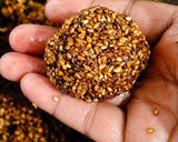 तिल के लड्डू Til ke laddu रेसिपी चरण 5 फोटो