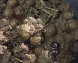 Foto langkah ke 6 dari resep Rendang Daging Sapi.