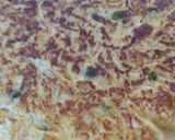 Foto del paso 2 de la receta: Tortilla de cebolla pimiento y calabaza