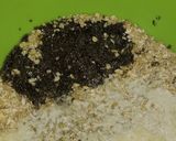 Foto del paso 1 de la receta: Galletas de avena, coco y chía