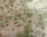 Zöldborsófőzelék recept fázis 4 fotója