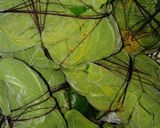 লাউ পাতায় ডিমের পাতুরি lau patay dimer paturi recipe in Bengali ) রেসিপির ধাপ 5 ছবি