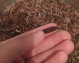 عکس مرحله 5 از دستور قهوه هسته خرما