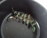 A picture of step 7 of Kadhi Gole-maharashtrian style kadhi gatta.